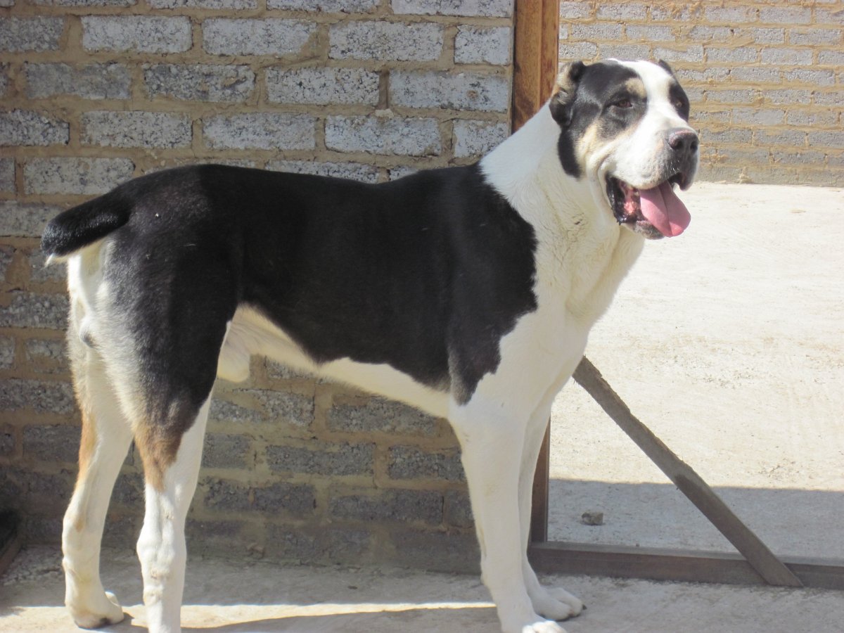 Кавказская овчарка тигрового окраса