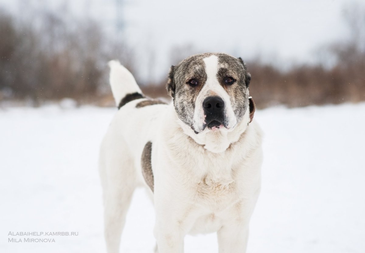 Алабай референс