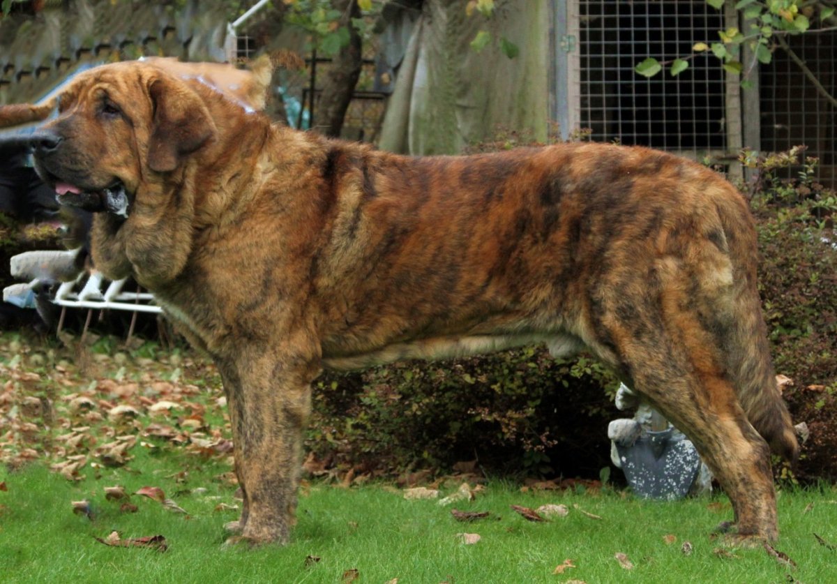 Овчарка алабай