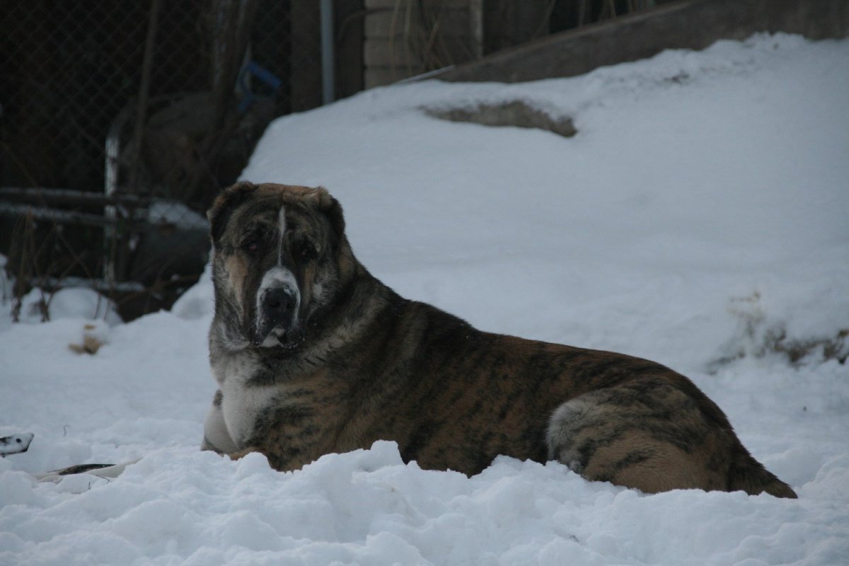 Тигровая Среднеазиатская овчарка