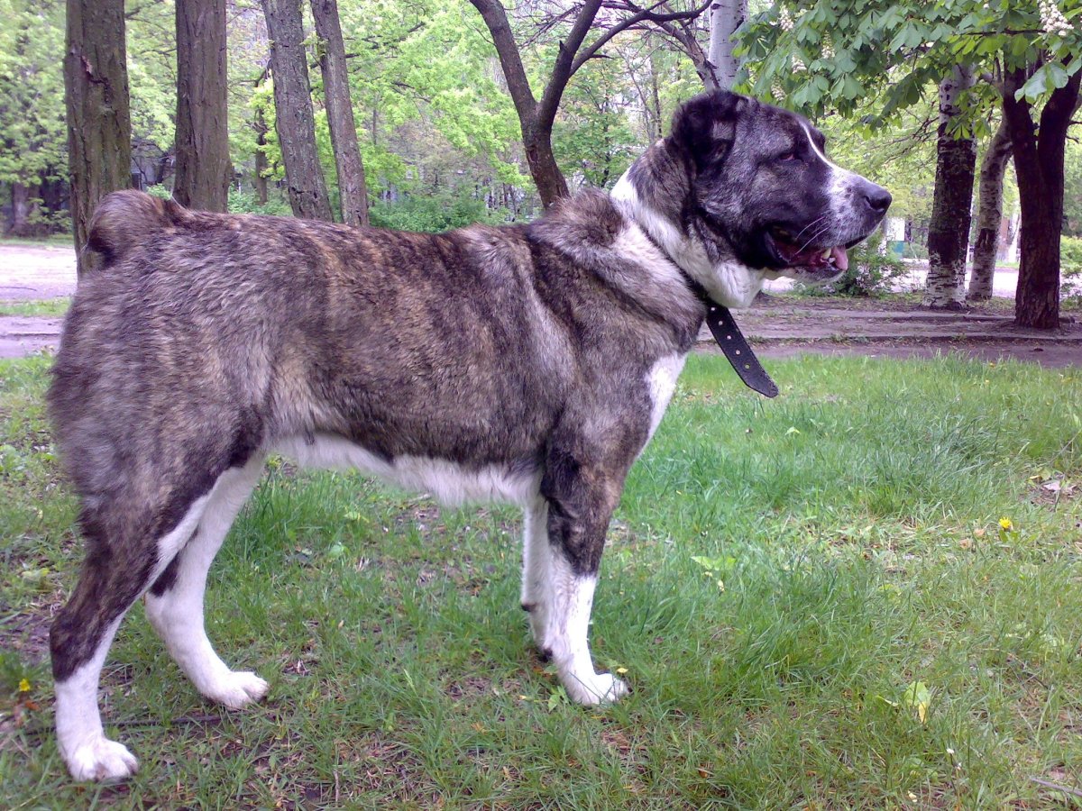 Тигровая Среднеазиатская овчарка