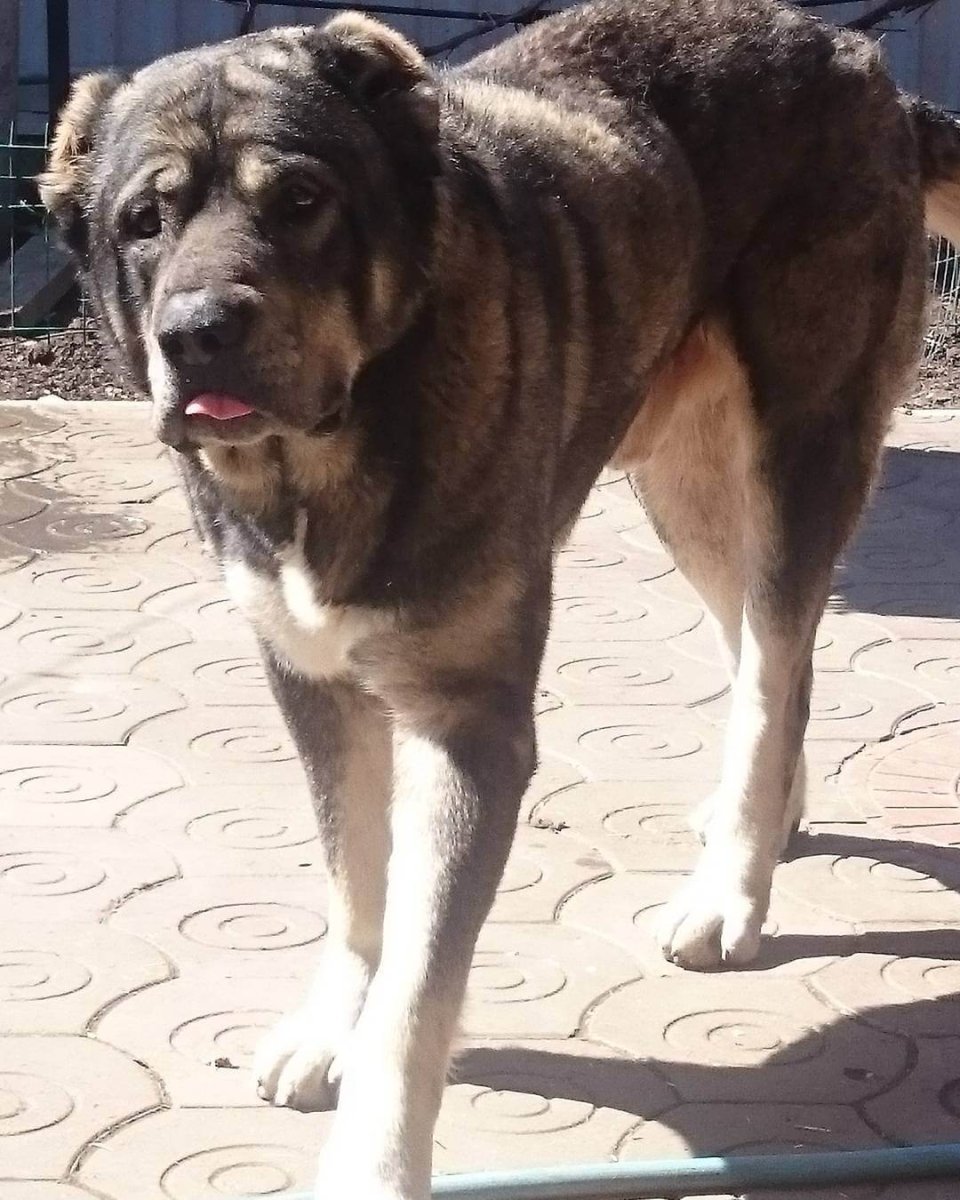 Среднеазиатская овчарка черная