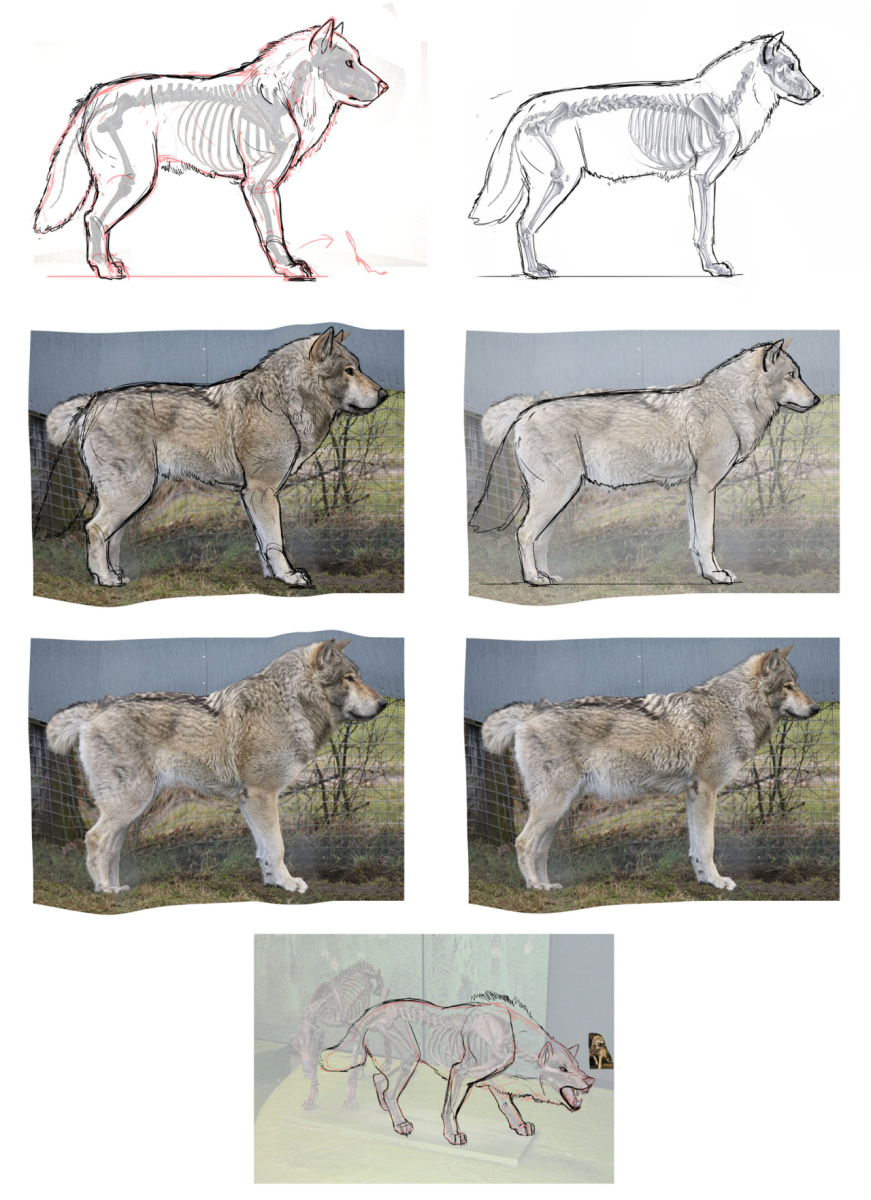 Бенгальская овчарка тигровая