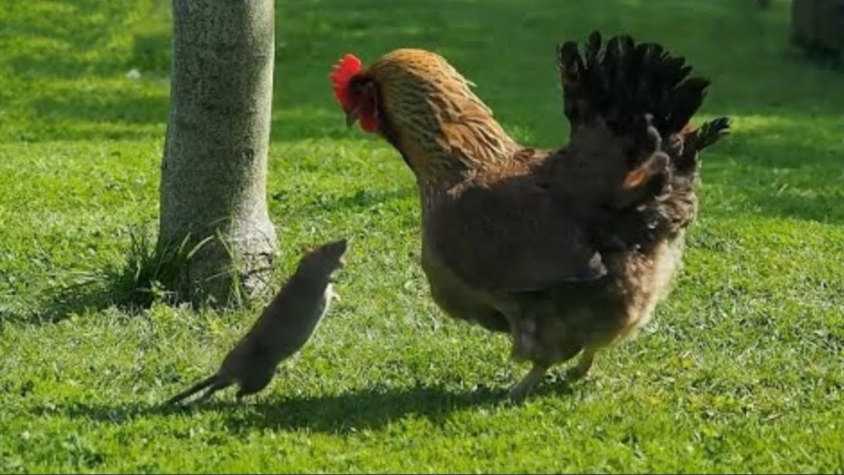 Крыса петух