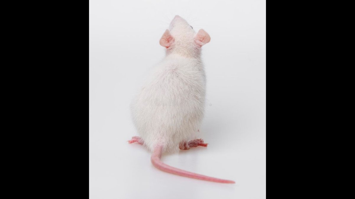 Козы и куры