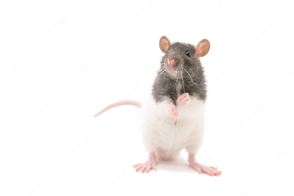 Мультяшные крысы