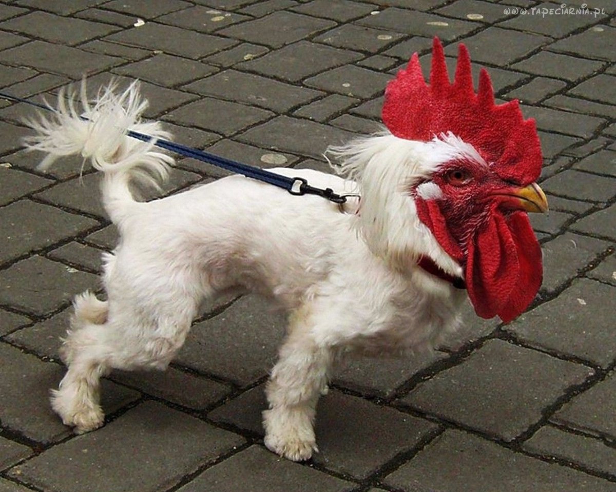 Крыса сфинкс Дамбо рекс