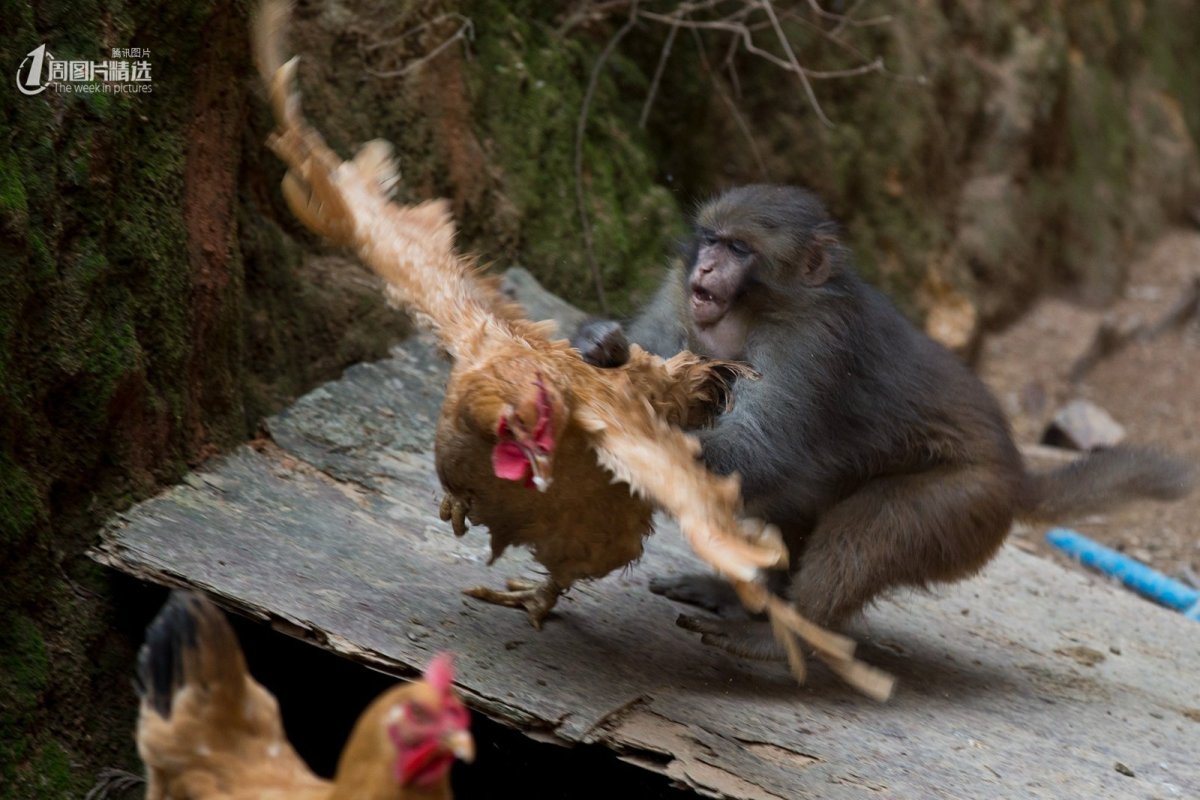 Много мышей на белом фоне