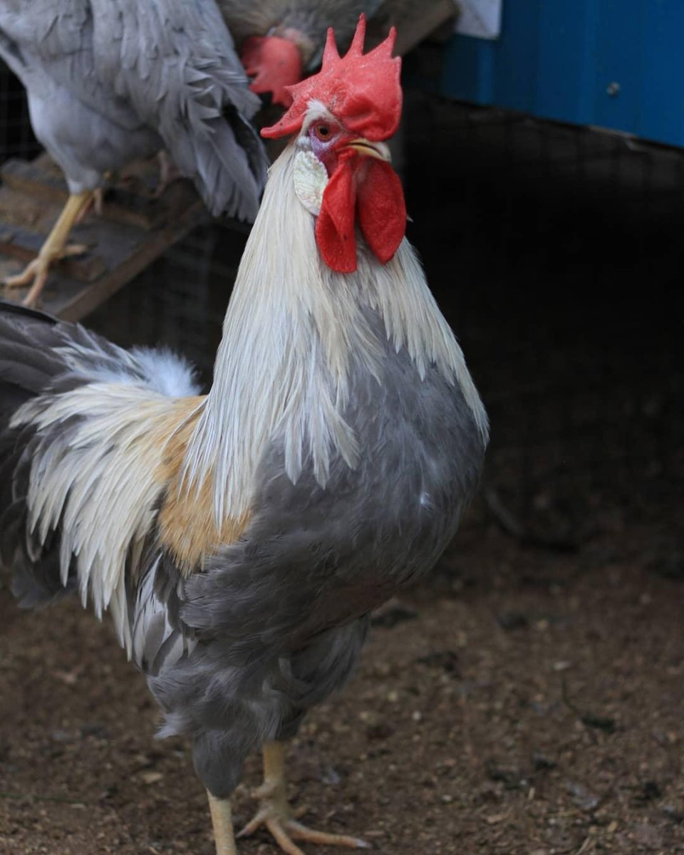 Куры Леггорн Изабелла