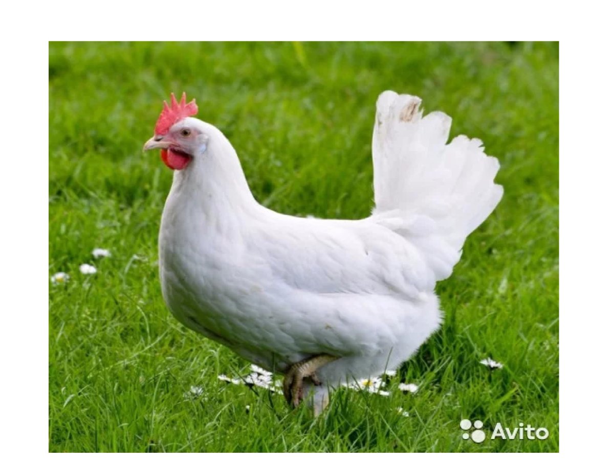 Куры Леггорн 33