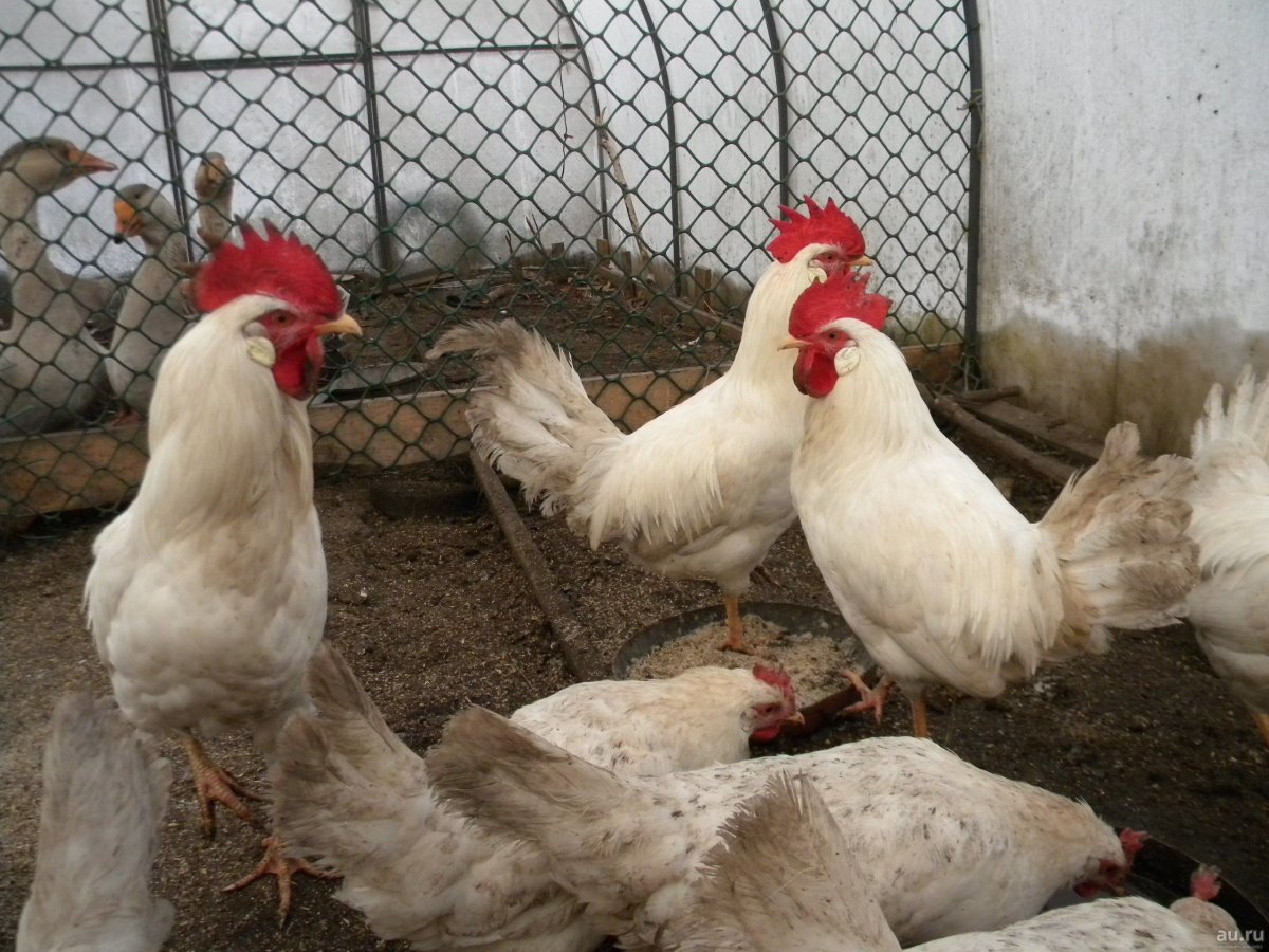 Леггорн Изабелла