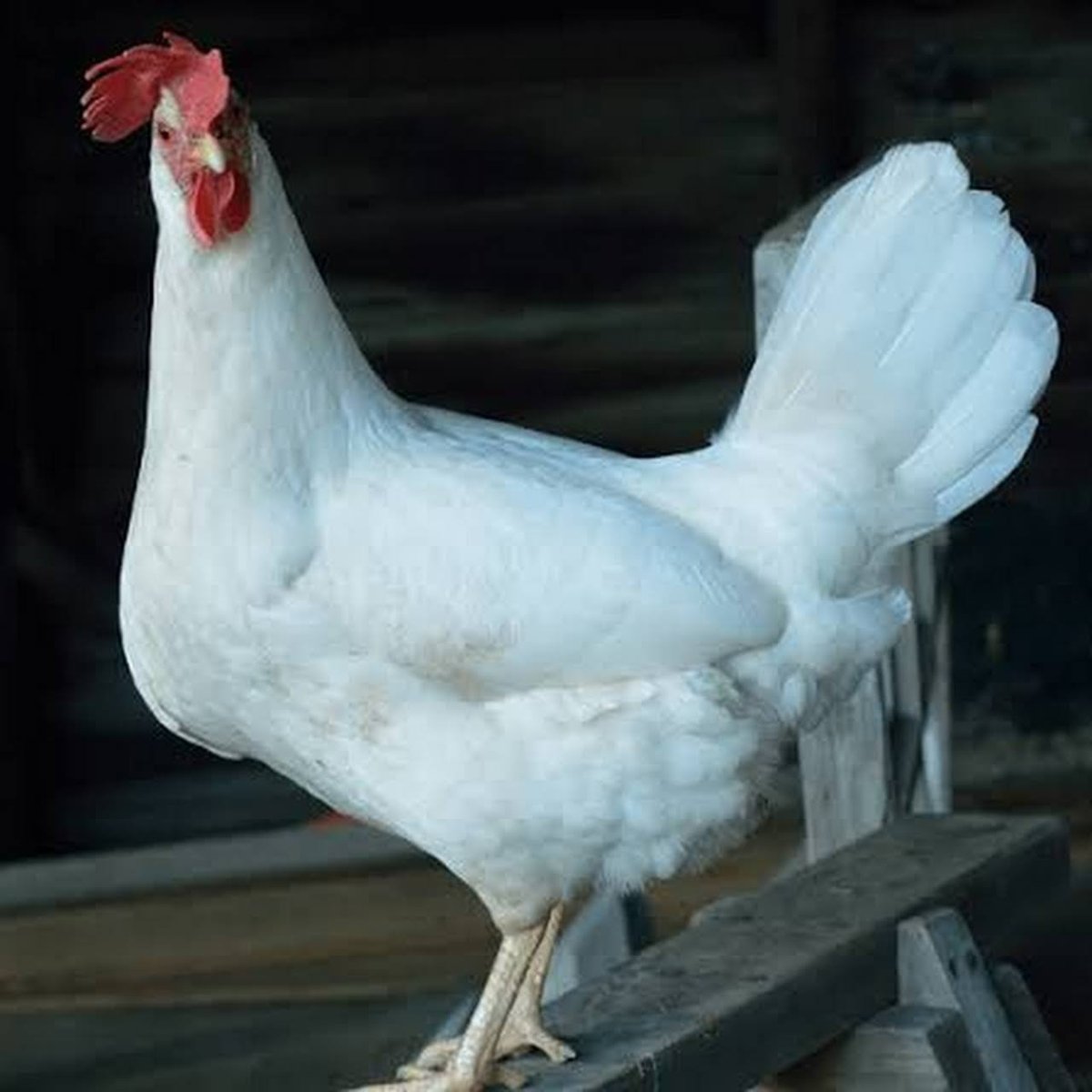 Куры Леггорн Изабель