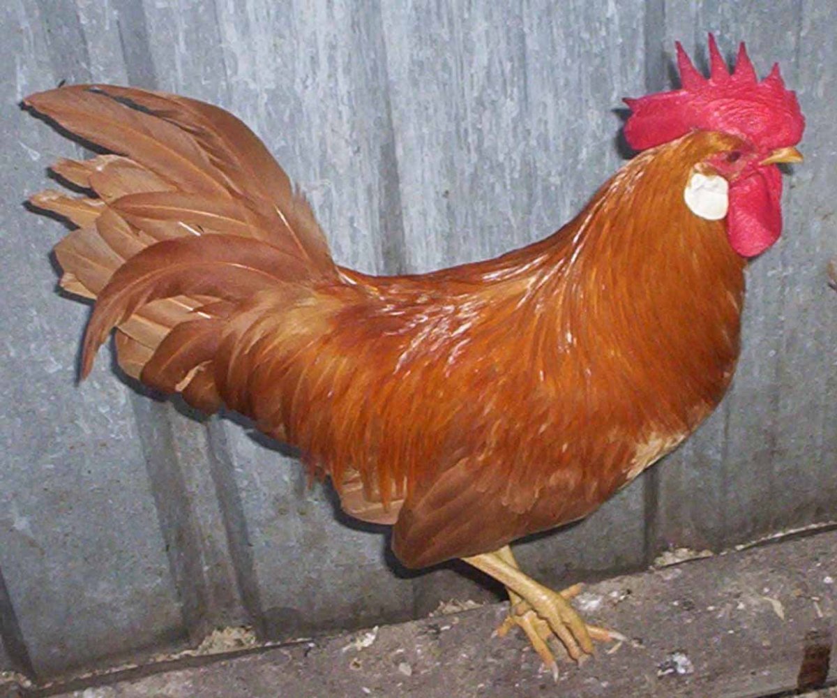 Лакенфельдер Форверк