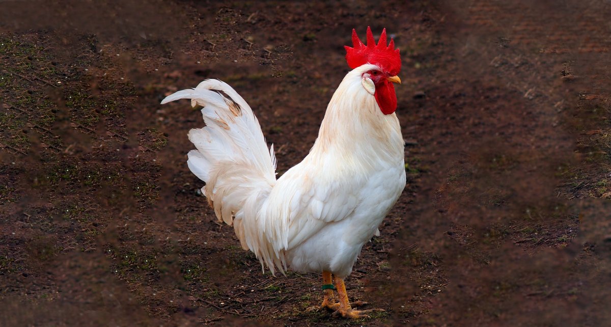 Куры несушки породы Леггорн