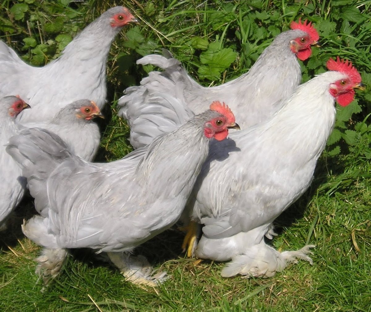 Леггорн Изабель порода