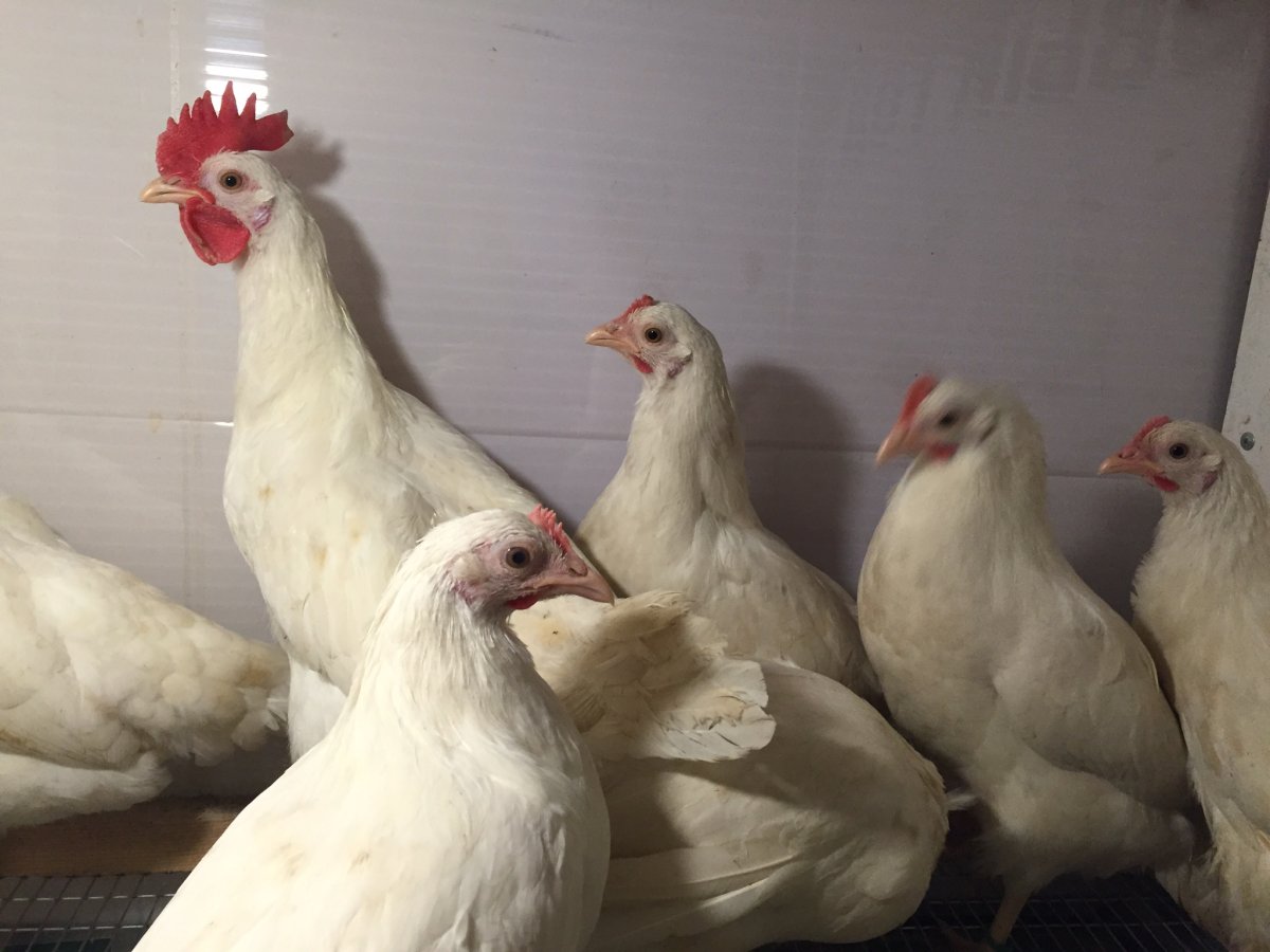 Куры Леггорн Браун