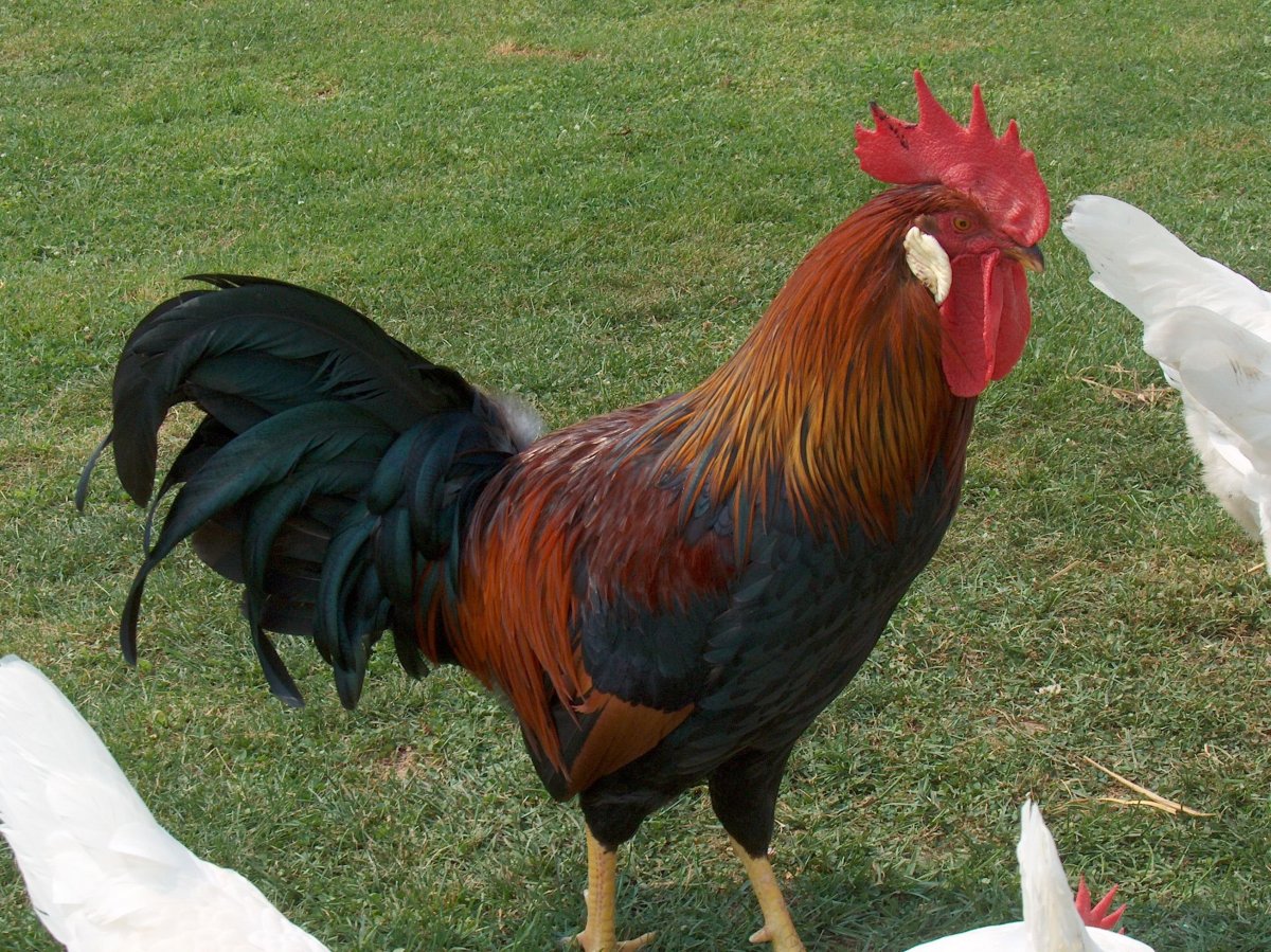 Куры несушки белый Легион ЕГЭ