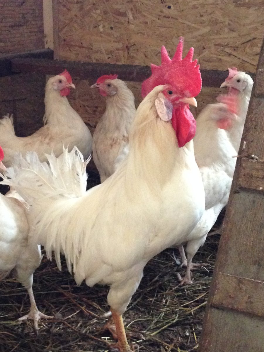 Петух белый Леггорн