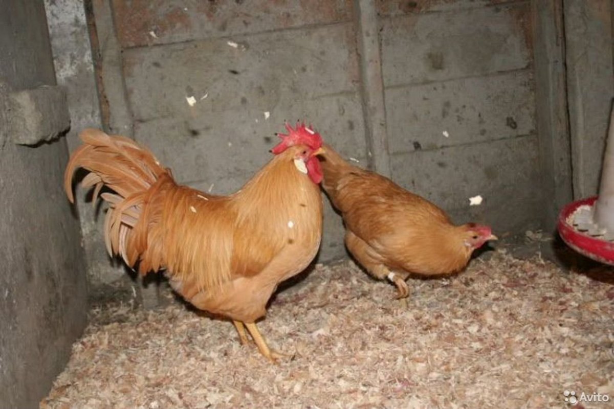 Леггорн голубой окаймленный