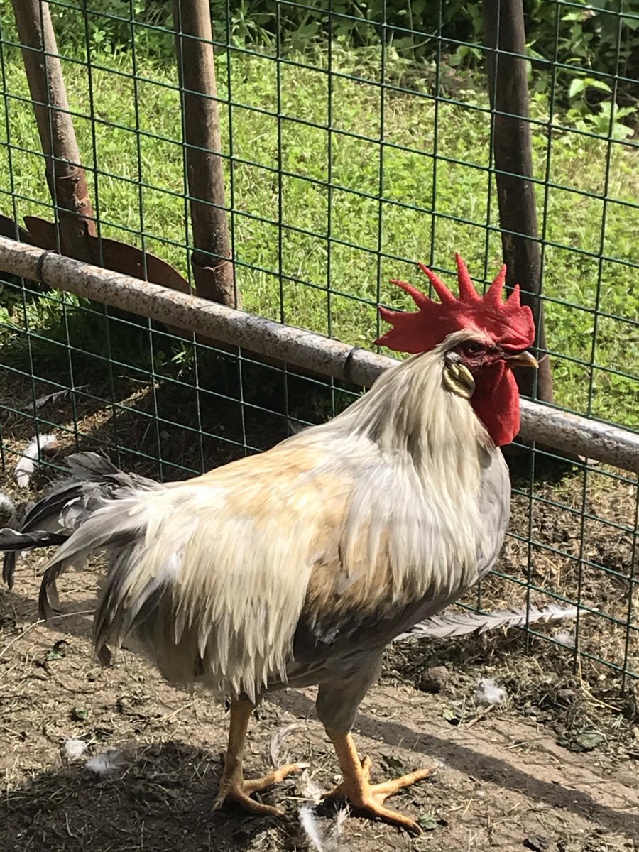 Леггорн парцеляновый