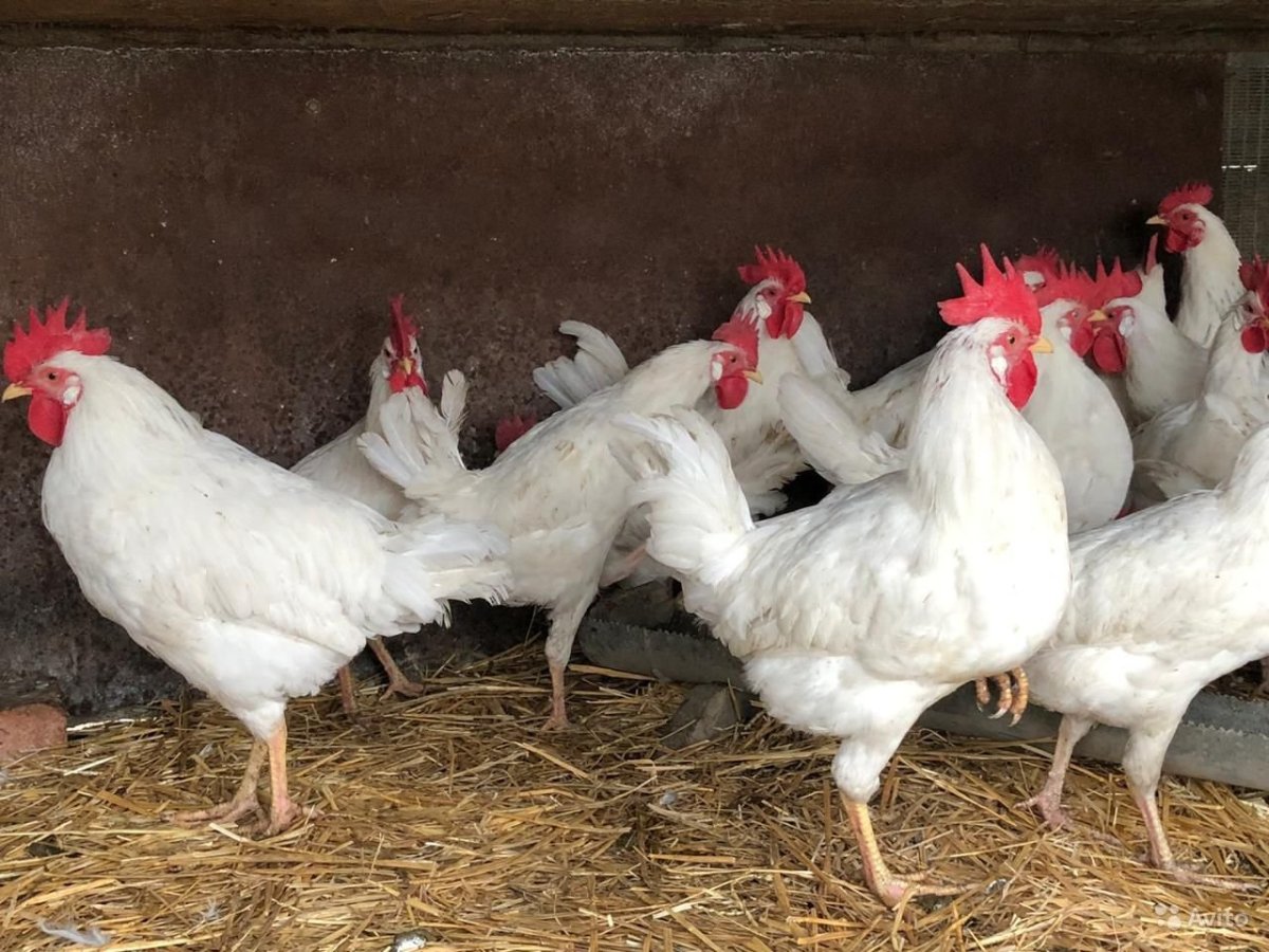 Куры несушки породы Леггорн