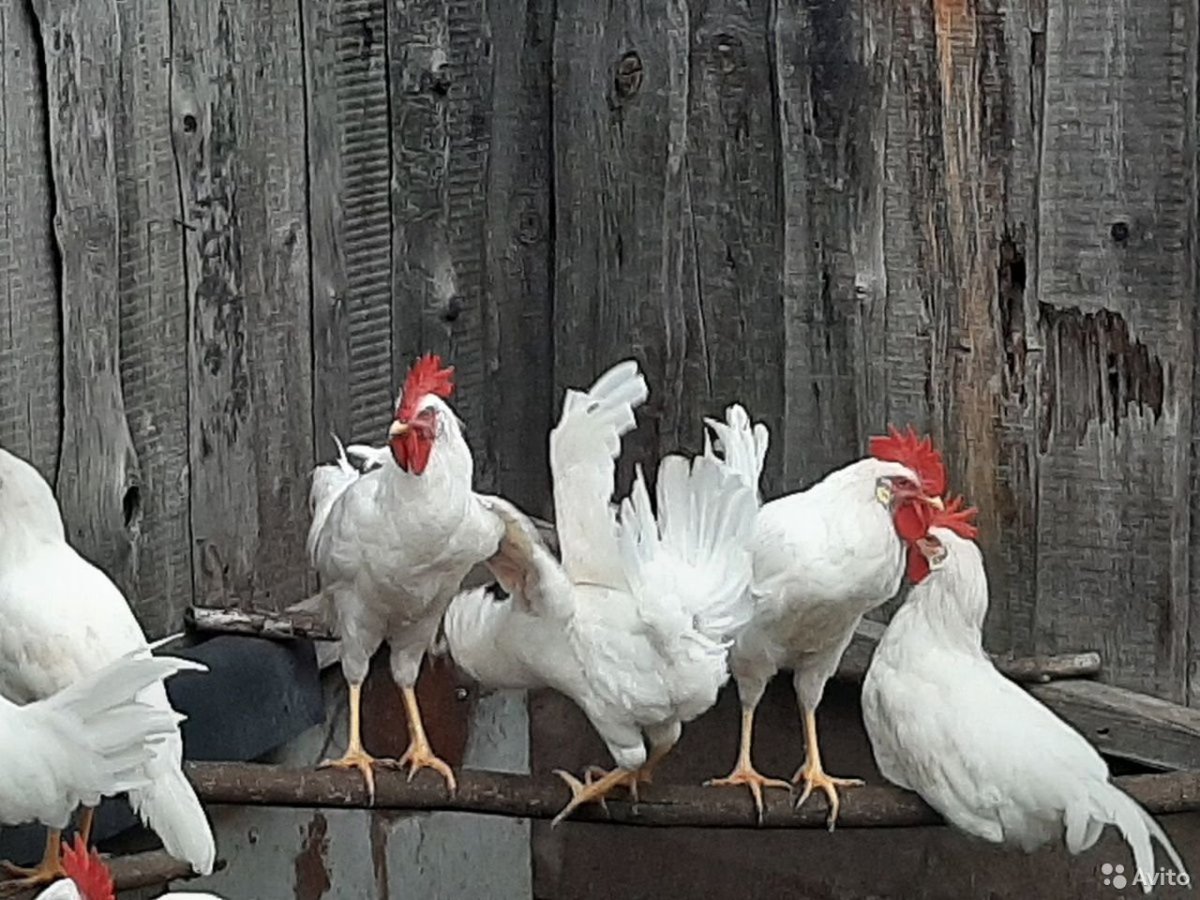 Леггорн Изабель порода