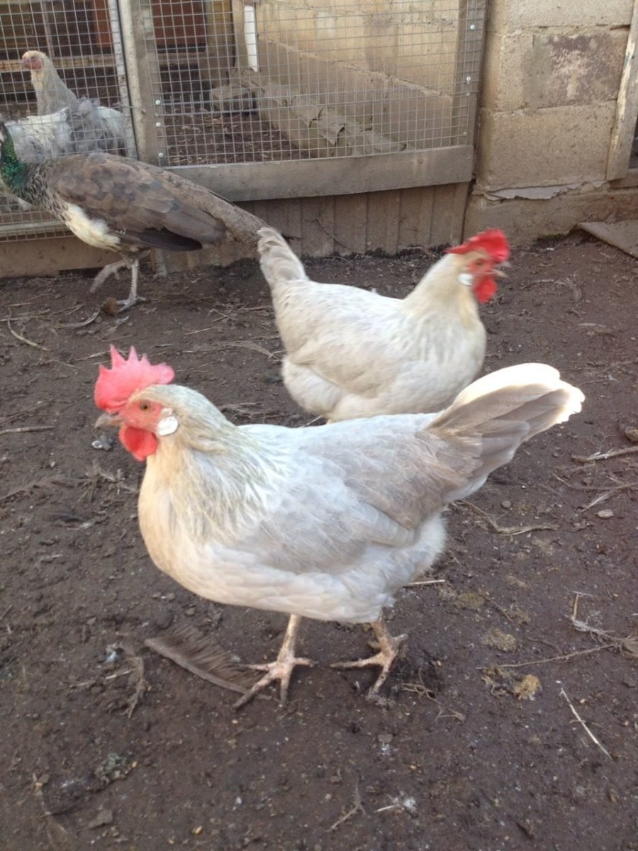 Леггорн Изабелла порода