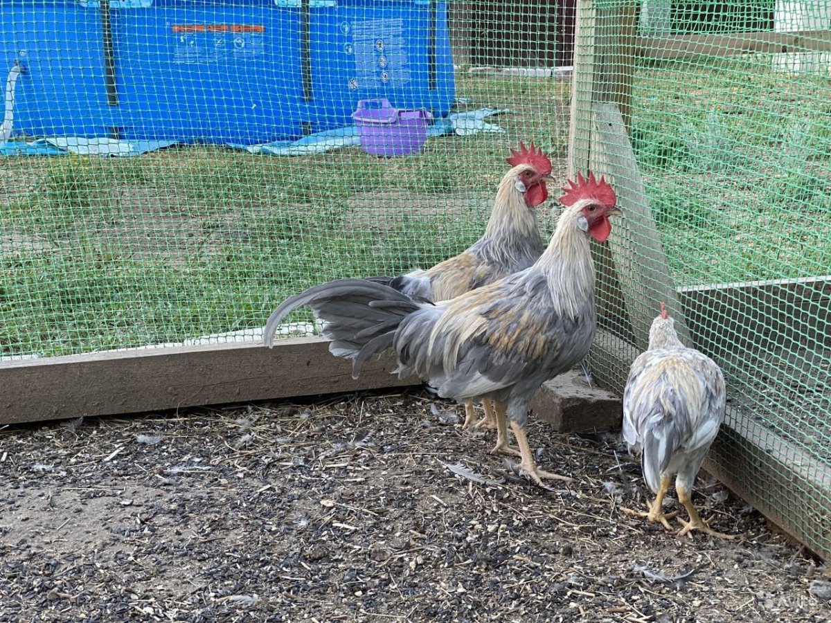 Куры Леггорн Изабель