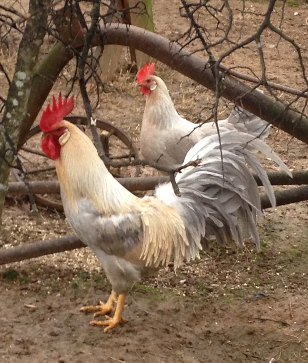 Леггорн Изабелла