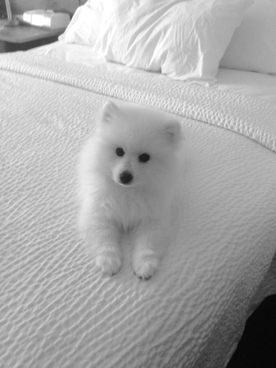 Шпиц самоед щенок