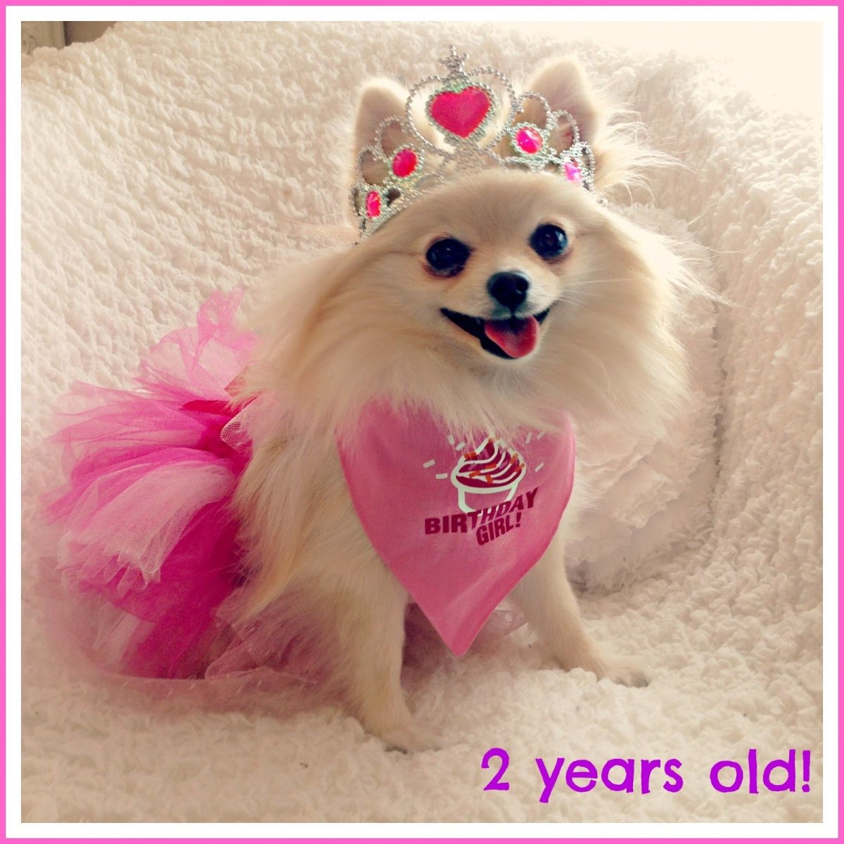 Шпиц белый с красным бантом