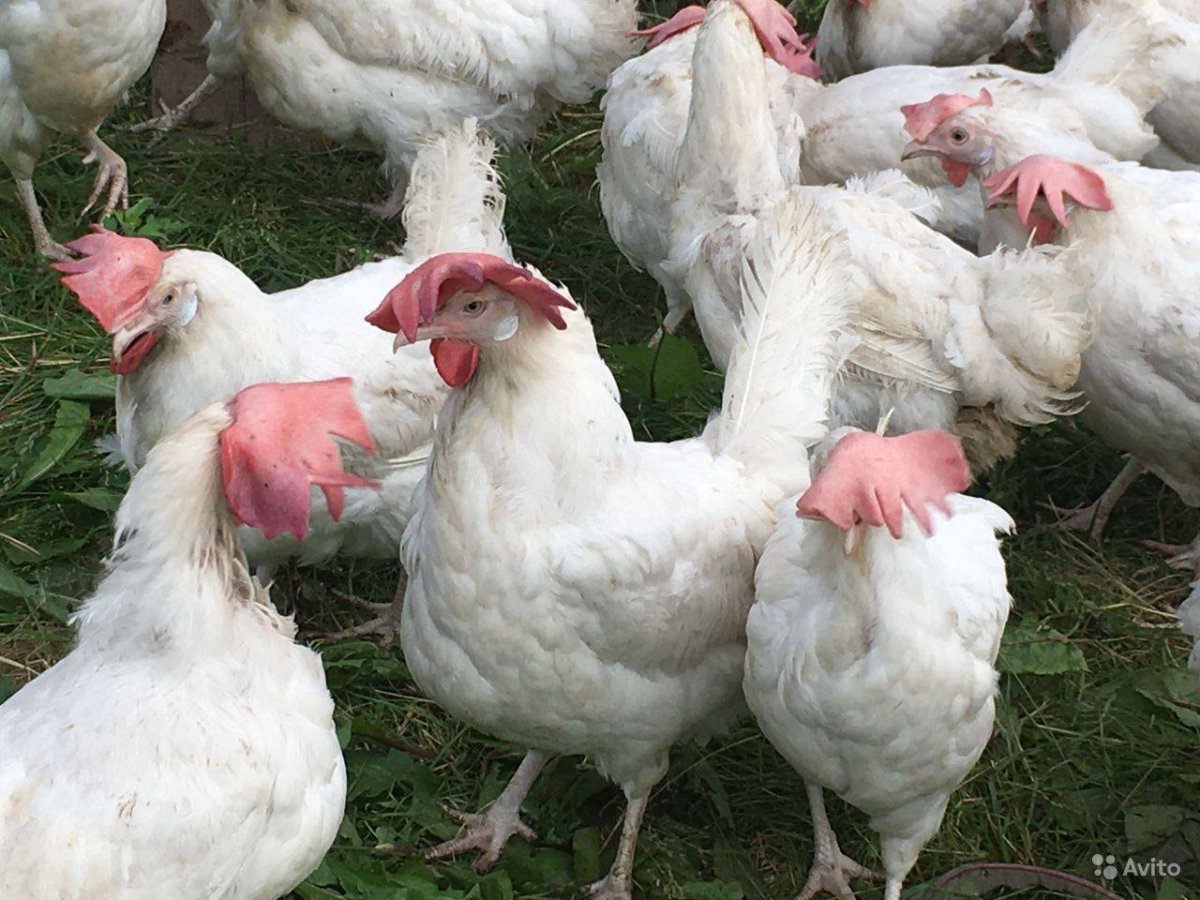 Куры несушки Ломан белый