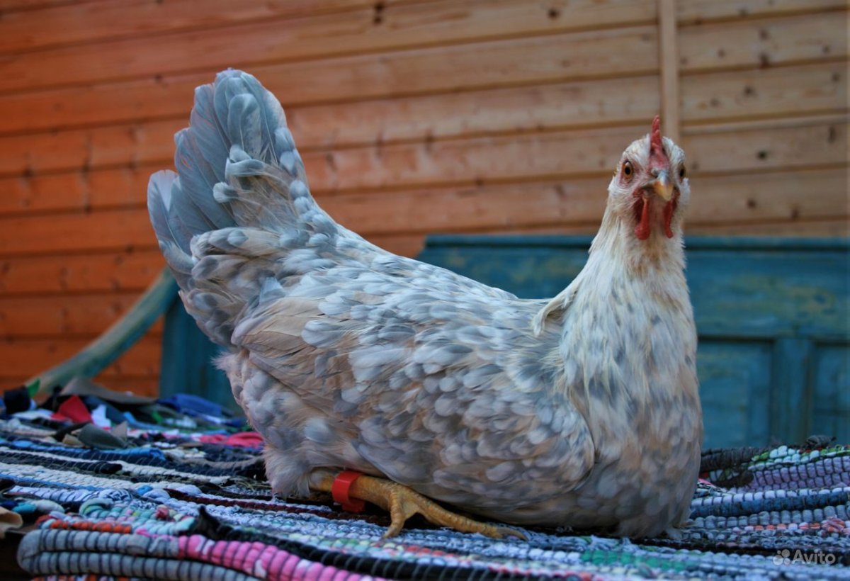 Леггорн далматинец