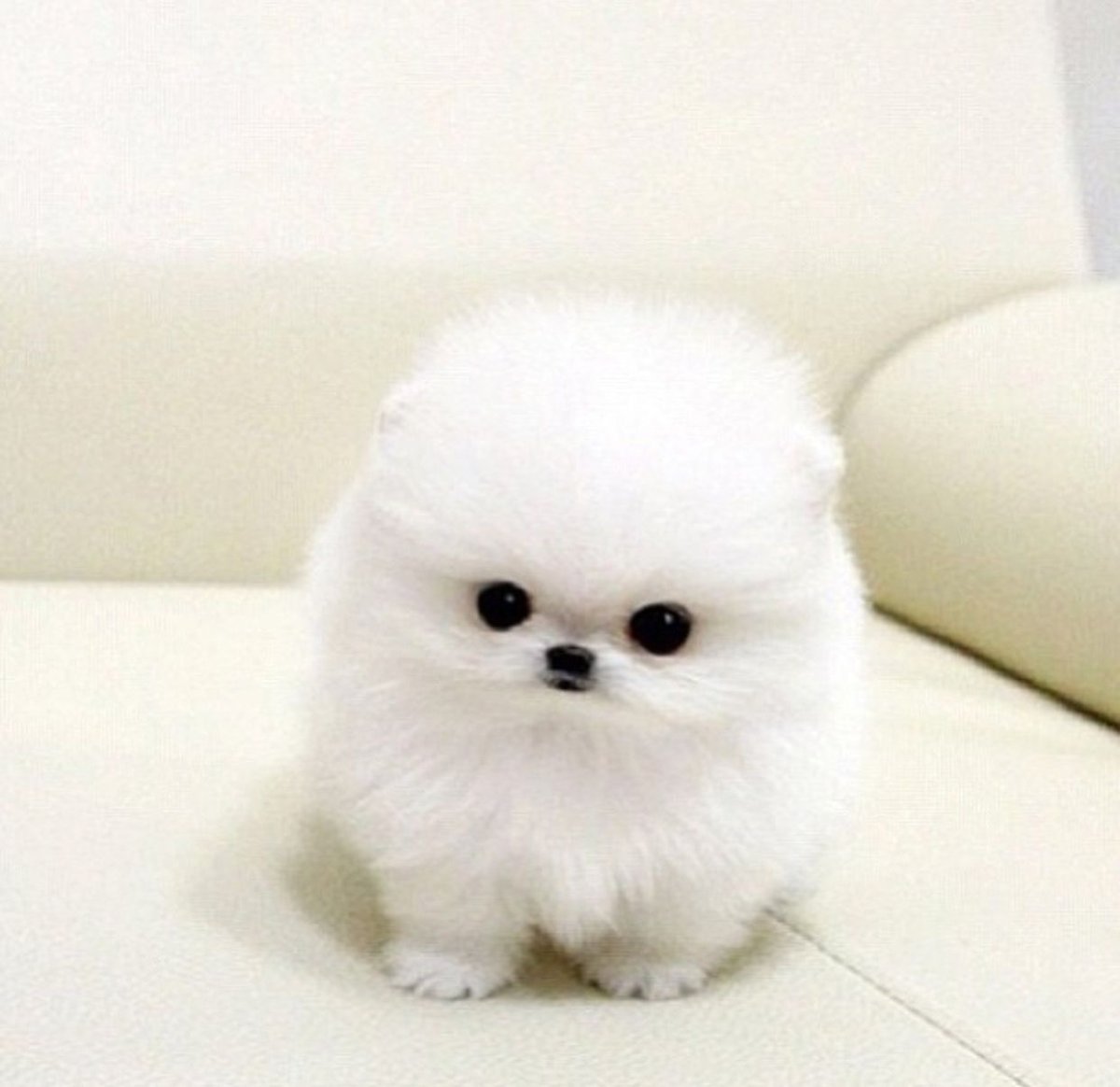 Шпиц померанский карликовый стриженный белый