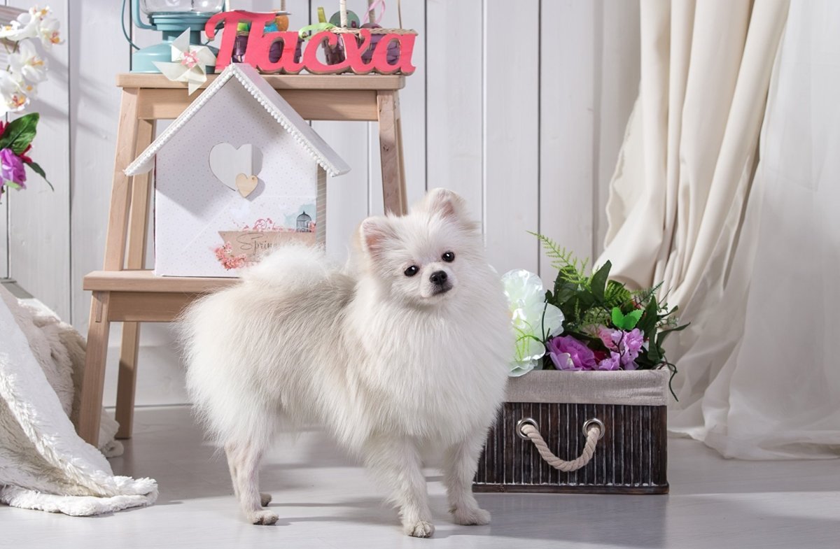 Померанский шпиц