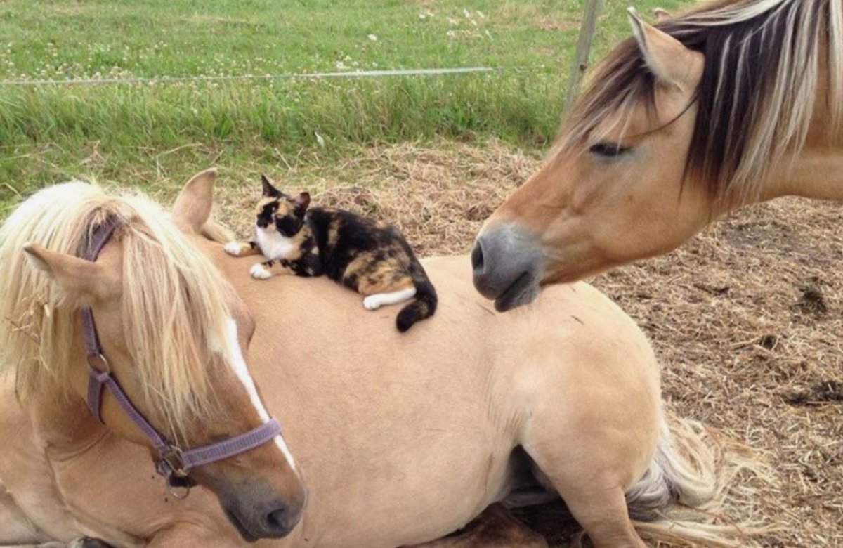 Дружба кошки и лошади
