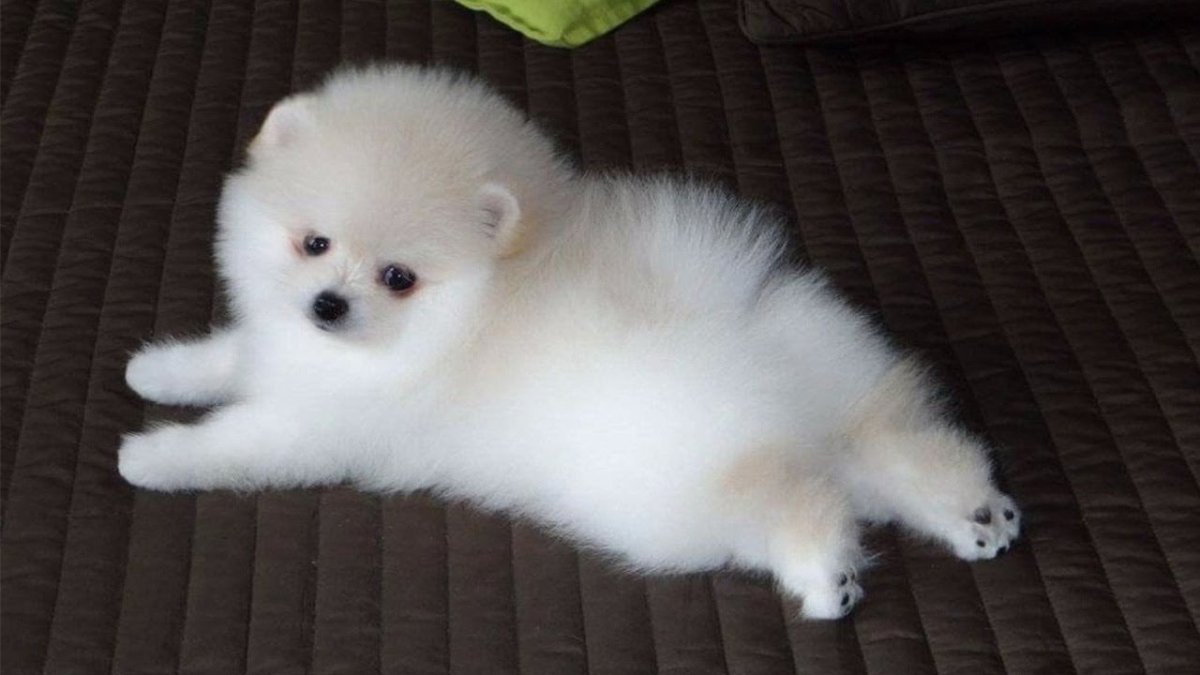 Померанский шпиц Беленький