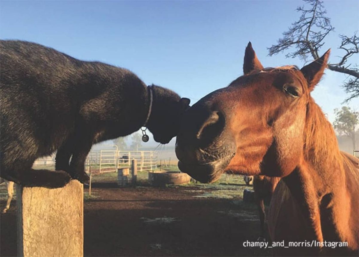 Лошадь и кот