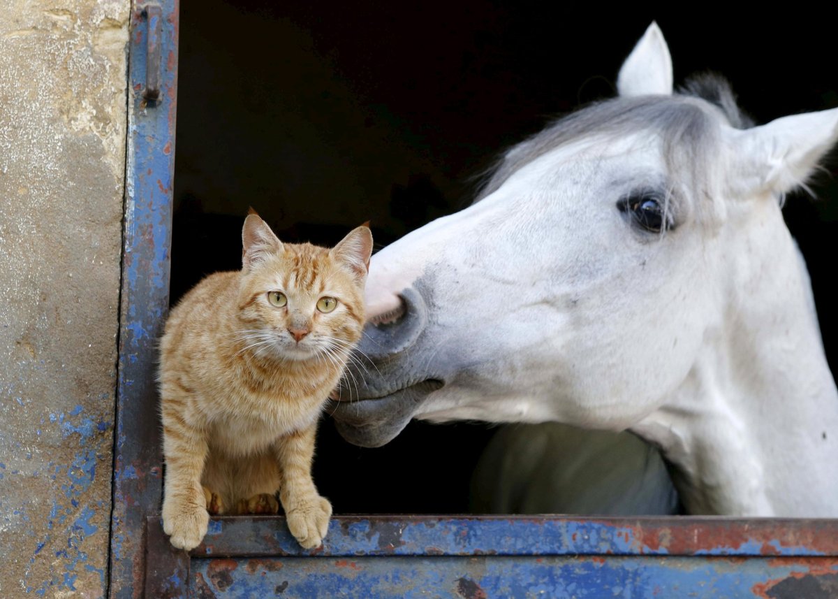 Лошадка и кот