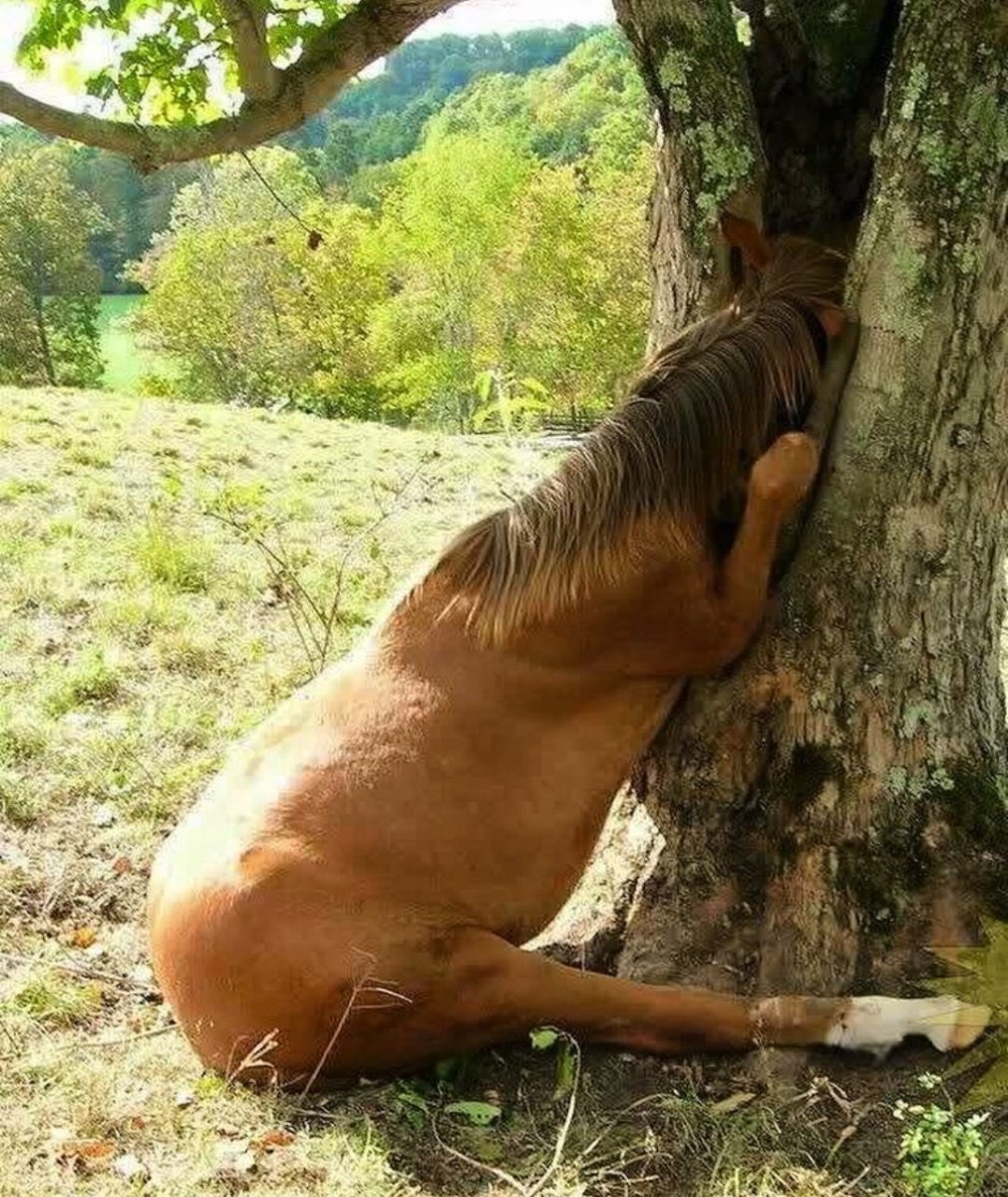 Домашние животные живопись