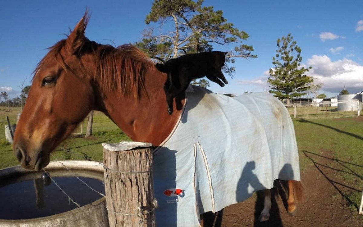 Ханна хёппнер рыжая