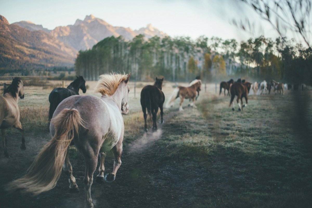 Лошадь дурачится