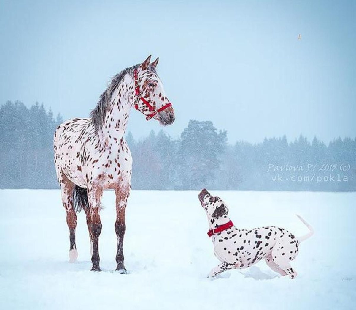 Надежда Варсегова художник