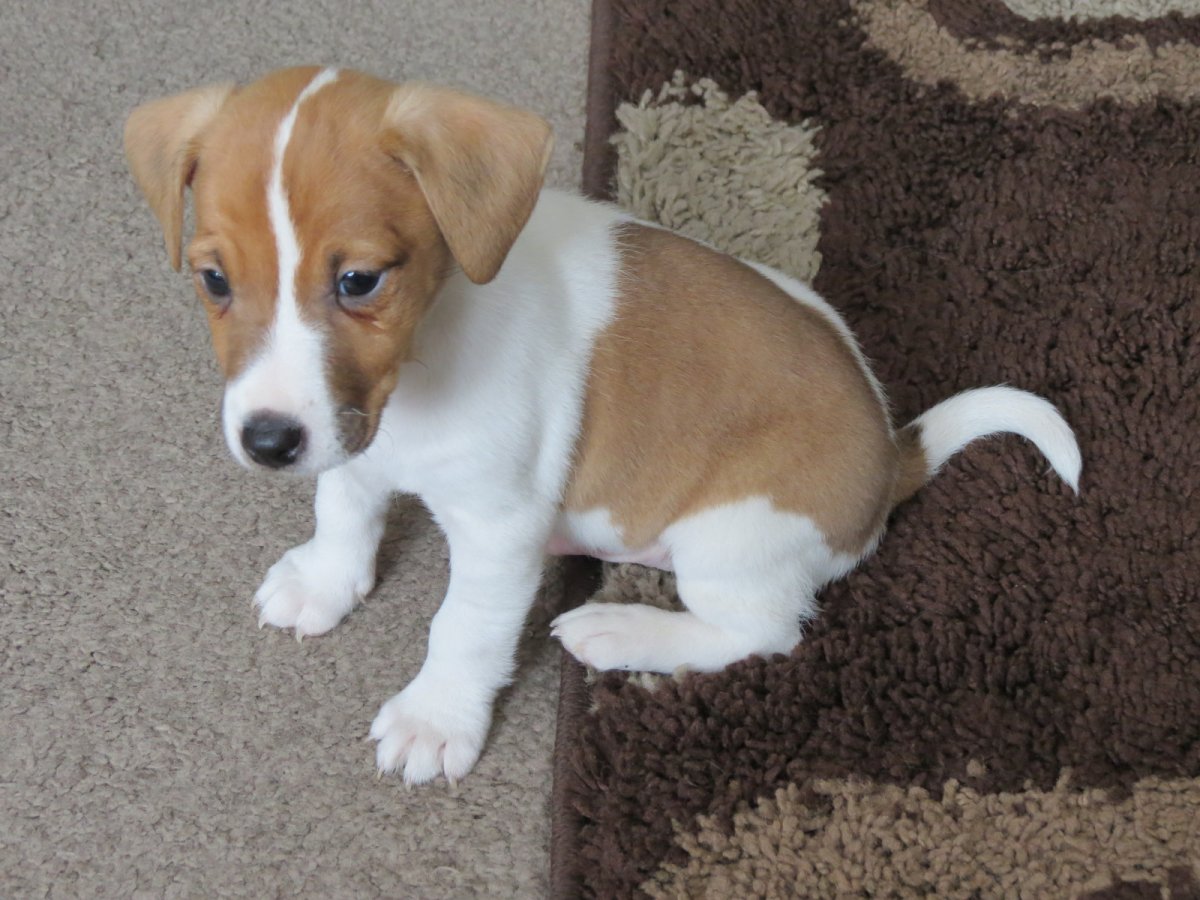 Шервудский терьер