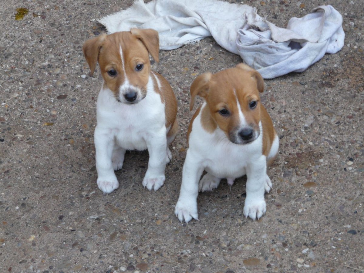 Паттердейл + Джек Рассел