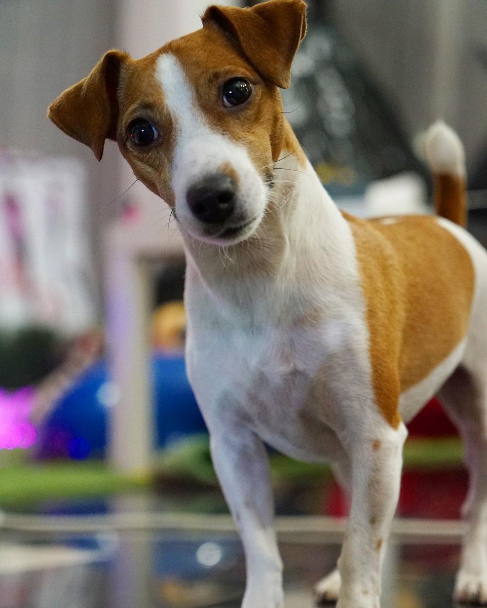 Ирландский терьер