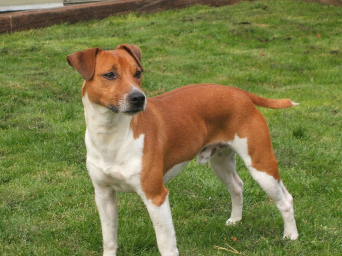 Пламмер терьер