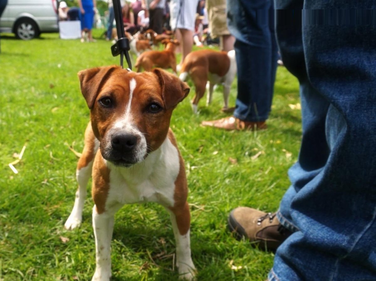 Джек ретривер терьер