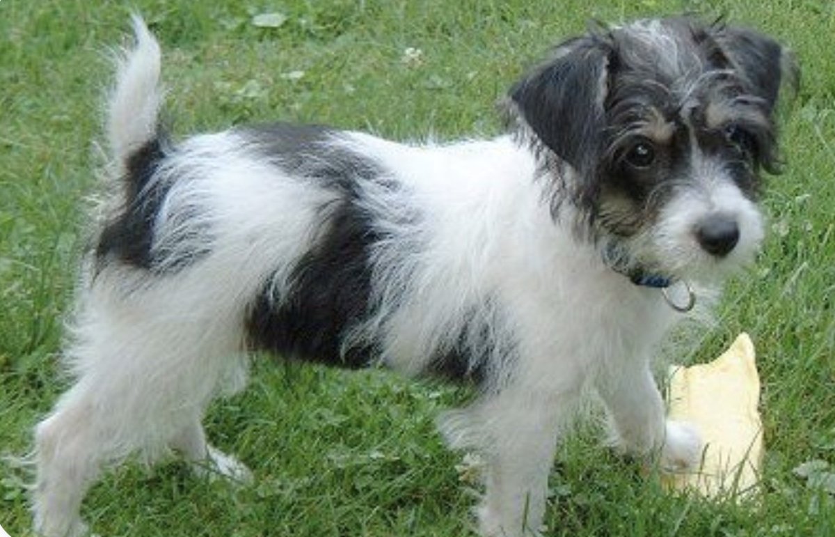 Дерево пород терьеров