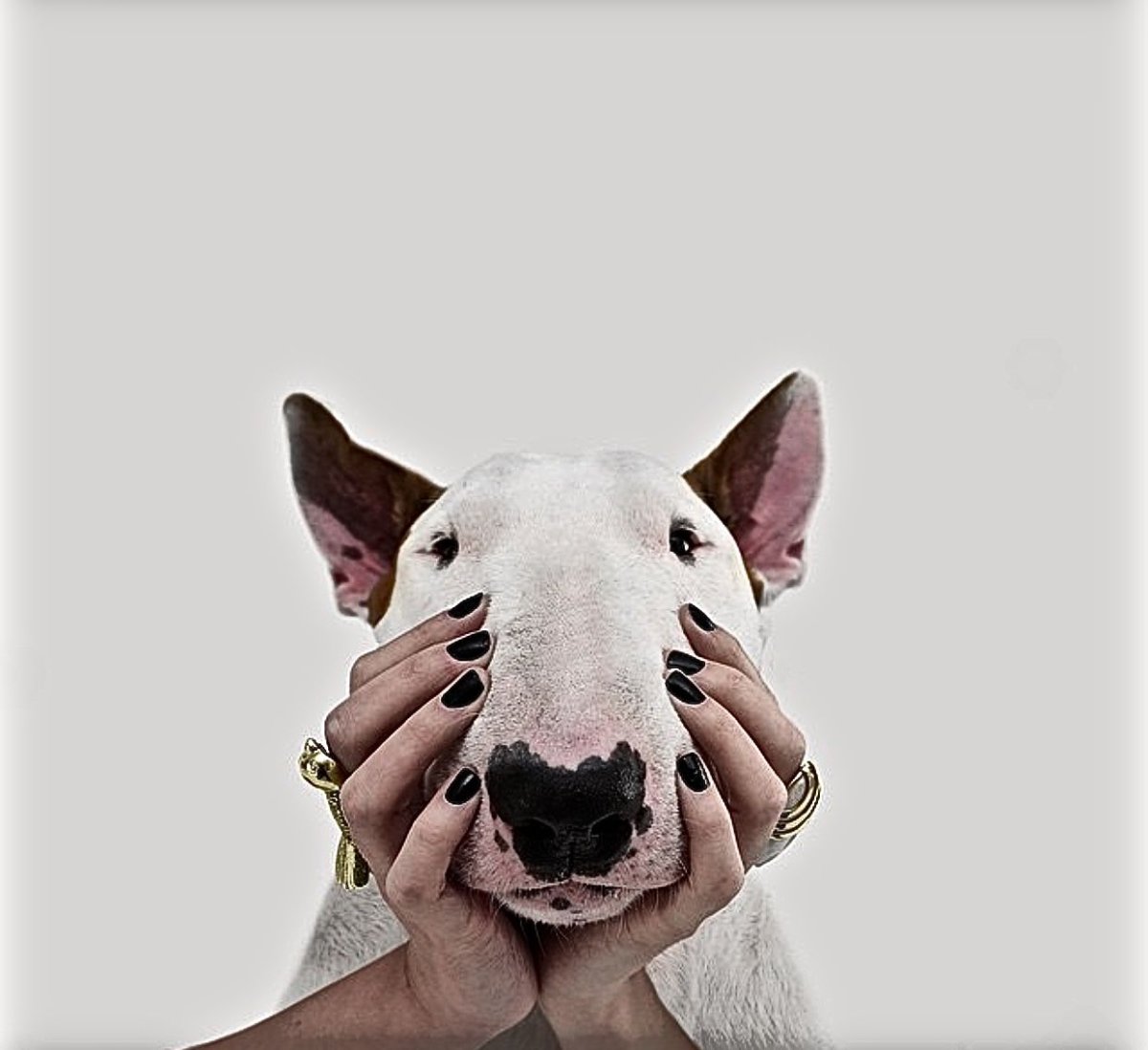 Джек-Рассел-терьер жесткошерстный